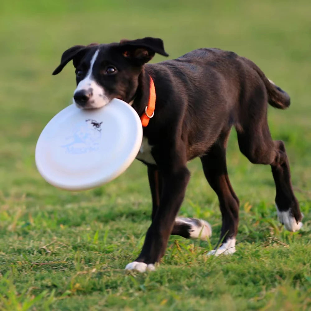 Dog Training Disc - Durable Pet for Puppy & Adult Dog Training, Lightweight Easy-Catch Dog Training Toy, Essential Pet Supplies