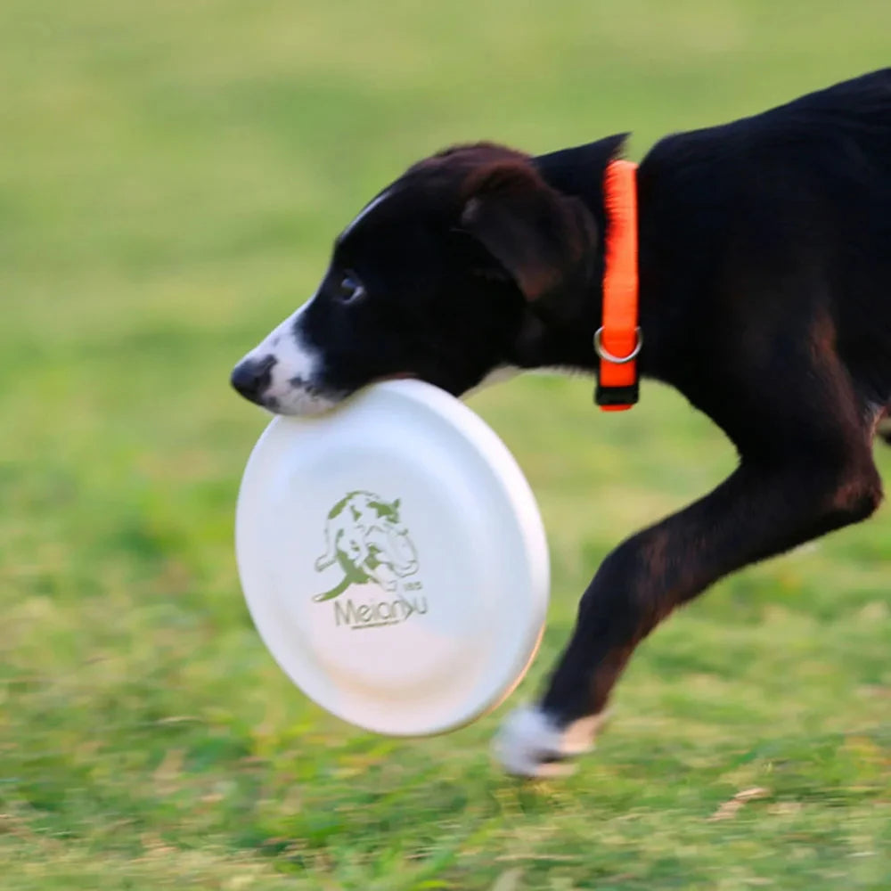 Dog Training Disc - Durable Pet for Puppy & Adult Dog Training, Lightweight Easy-Catch Dog Training Toy, Essential Pet Supplies
